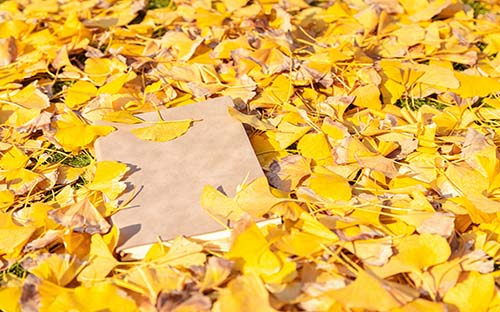 廣安成考學(xué)歷提升報(bào)名在哪兒報(bào)名？